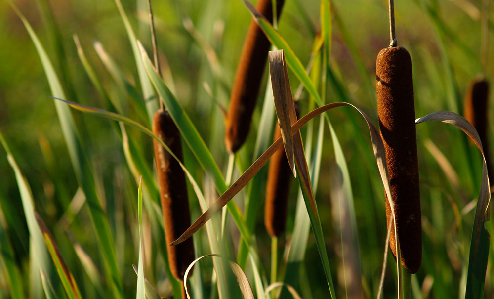 Rene Henderson Inset img cattails 1000x605