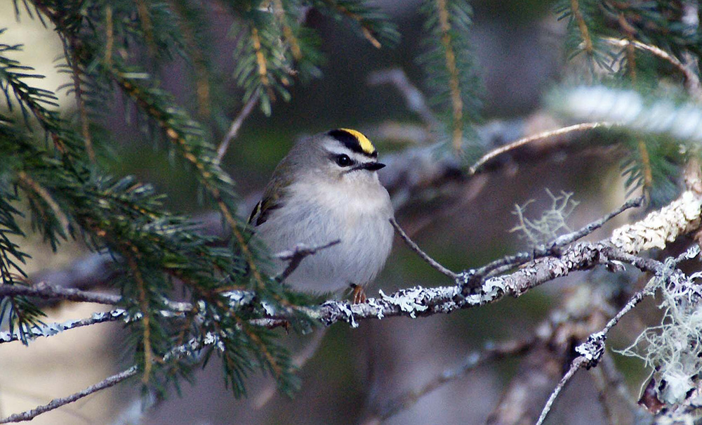 Rene Henderson Inset img crownedkinglet 1000x605