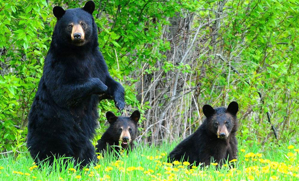 Rocky Lake Inset img Bears 1000x605