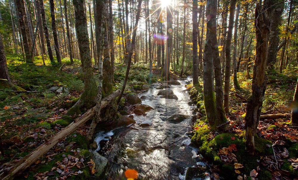 Schoodic Inset img north stream 1000x605
