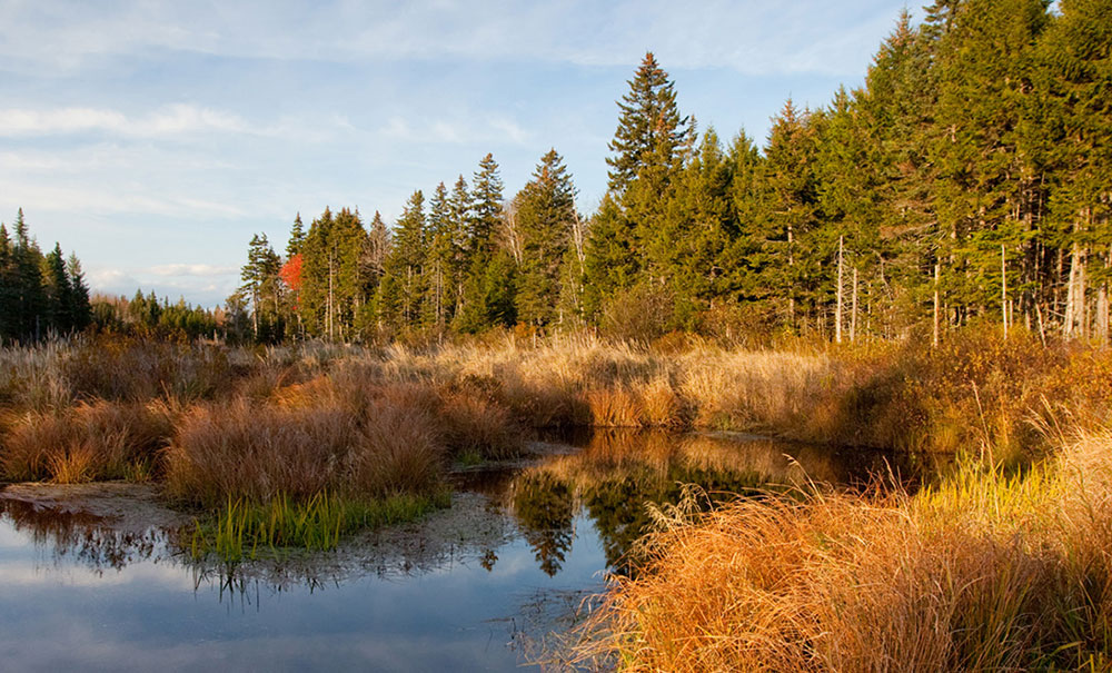 Schoodic thumb Img Stream2 1000x605