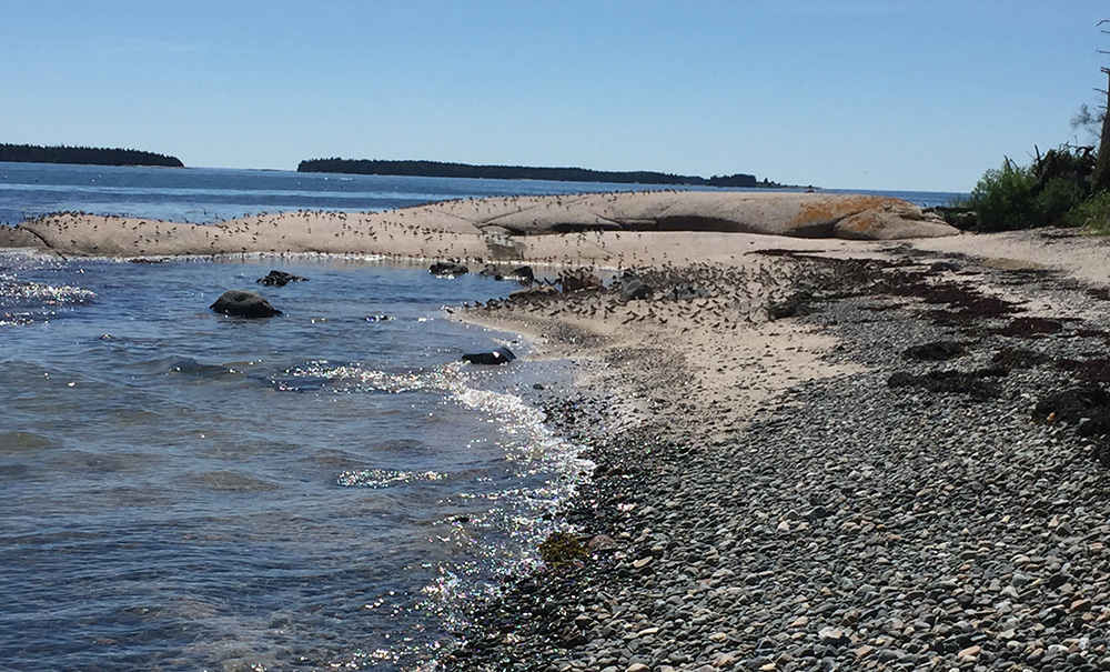 Shabbit Island Inset img 0566 1000x605