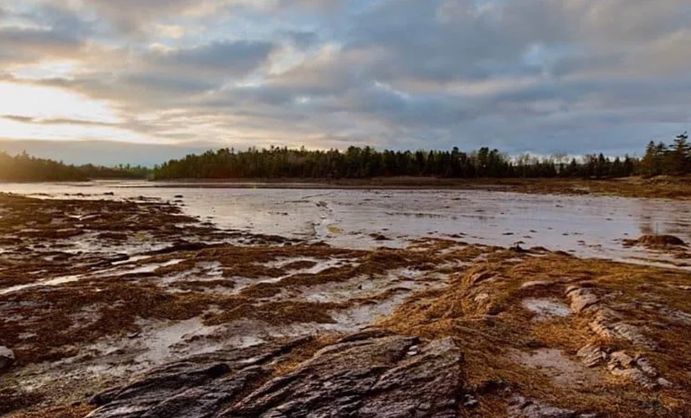 Sipps Bay Inset img sippbayperiwinkling034 1 008 1000x605