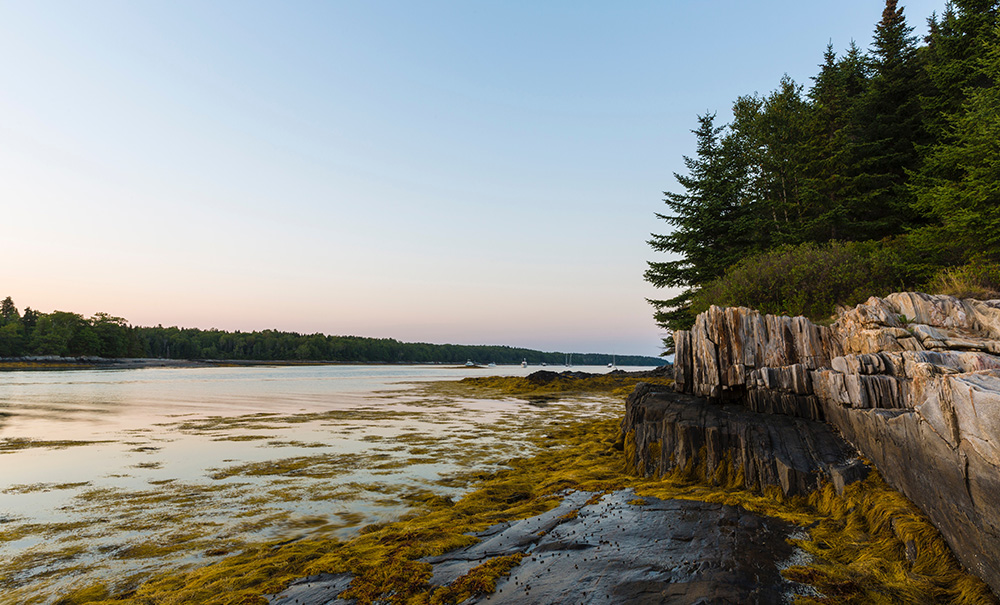 The Goslings Inset img 20211213214926559 1000x605