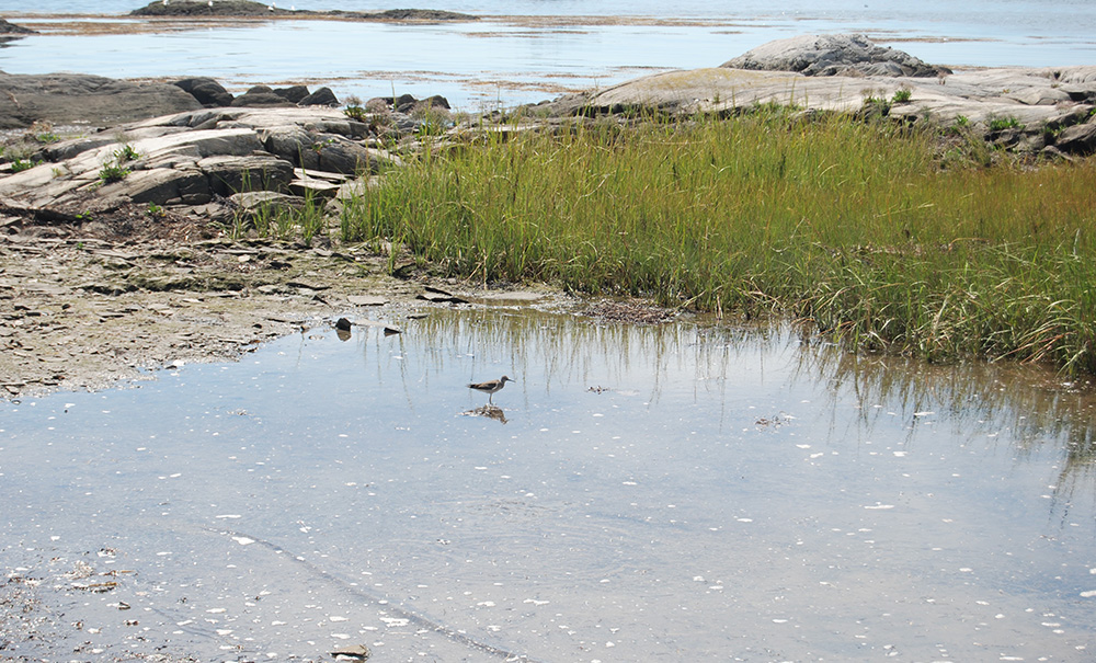 Whaleboat Island Inset Img 354 1000x605