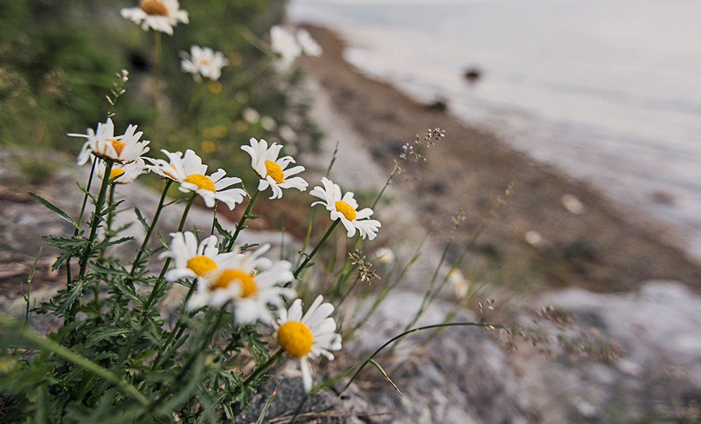 Witherie Woods Castine Inset Img 3228 1000x605