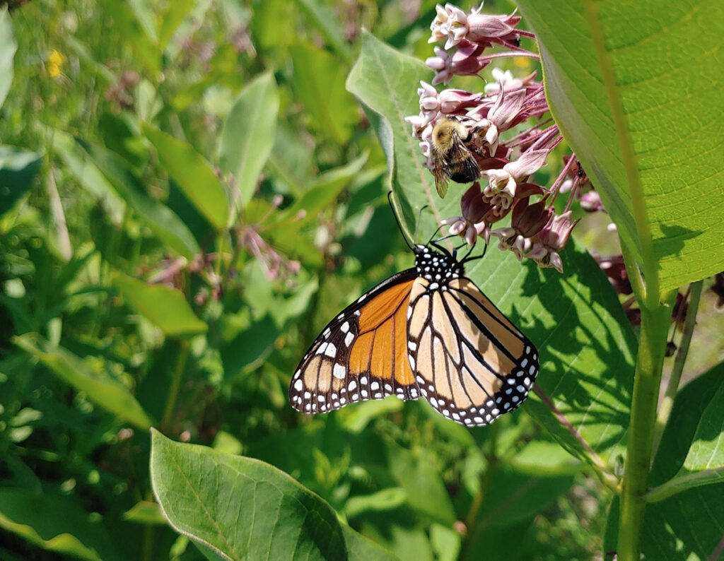 ecological resilience 1200x930