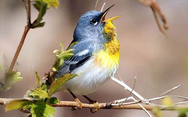 ecology DSC01140g next wave 610x380