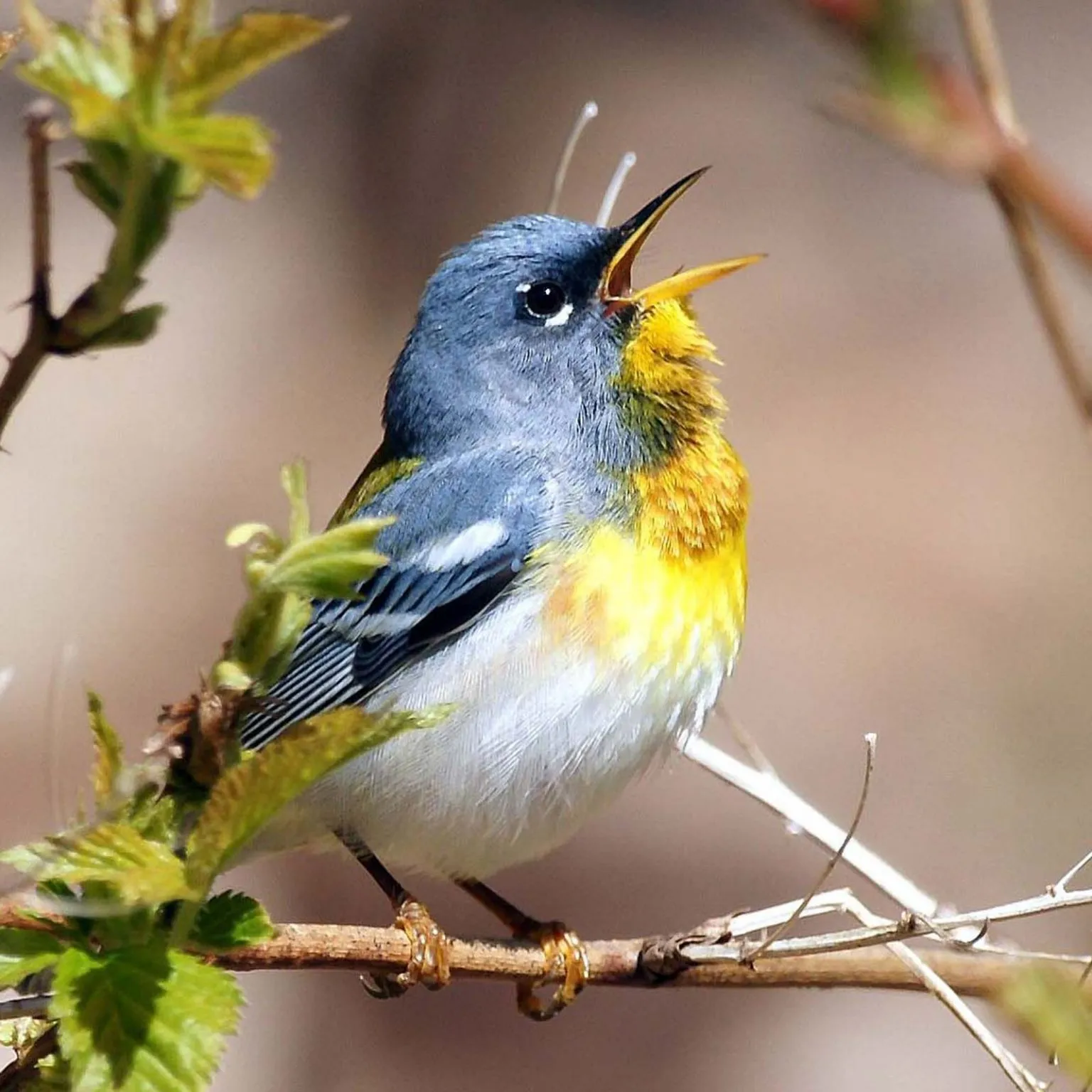 ecology DSC01140g square 1536x1536