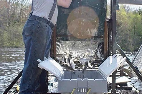 harvesting alewives w482 1 w482