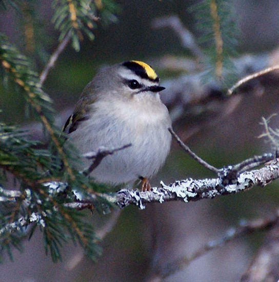 kinglet 270x275