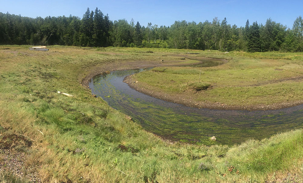 loring cove IMG 0674 1000x605