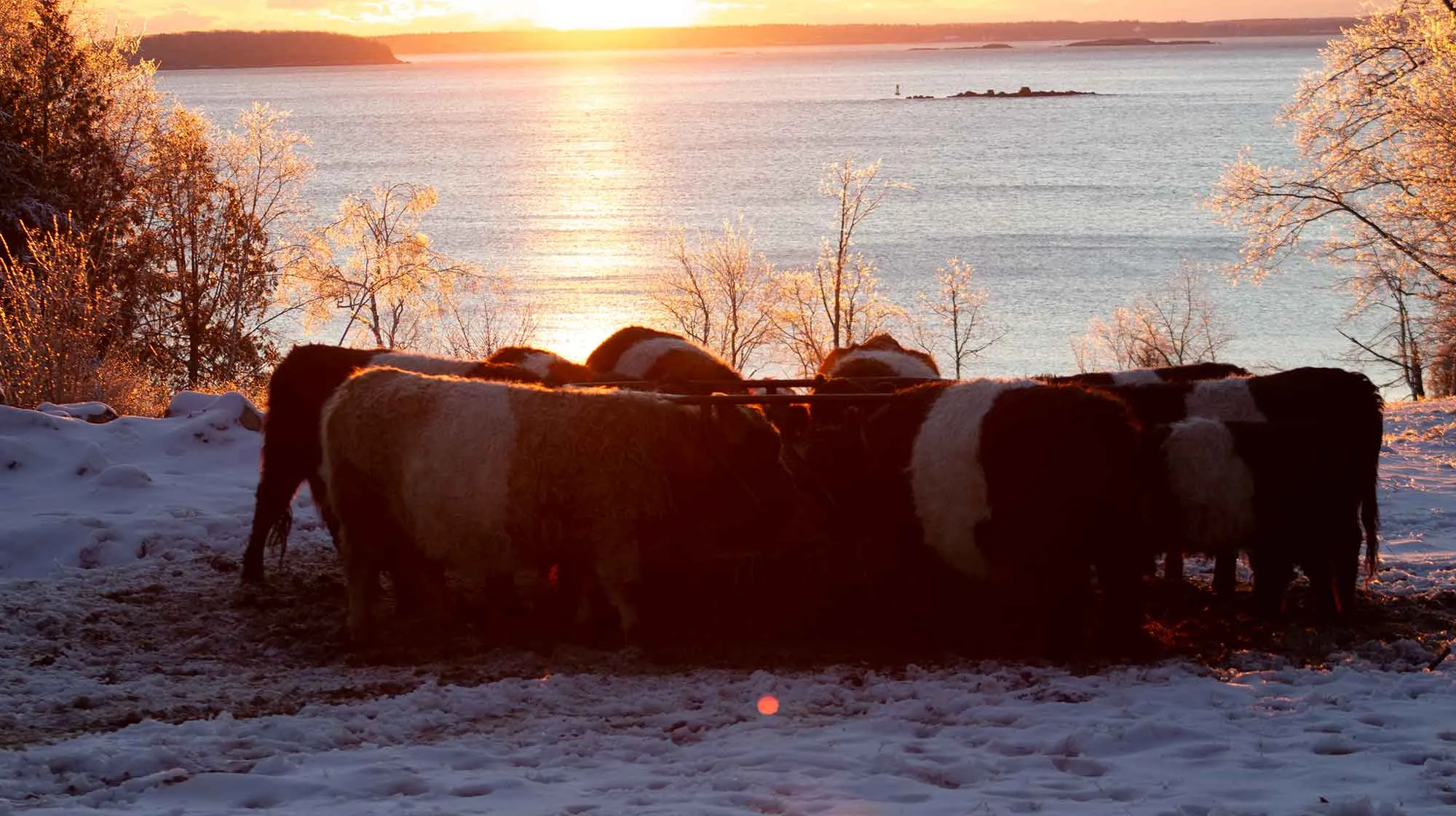 Cows huddle together on a chilly morning in Midcoast, Maine