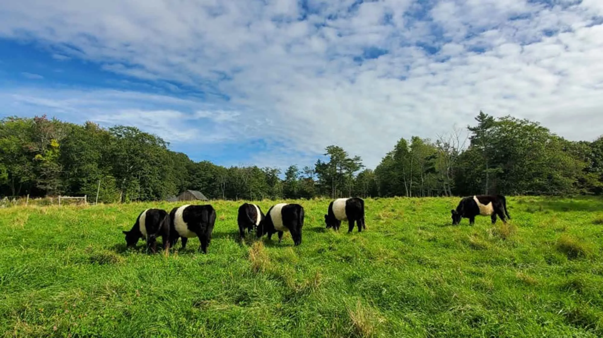 mcht 3 20210922 Aldermere Farm Belties in pasture PC Jacob Baker