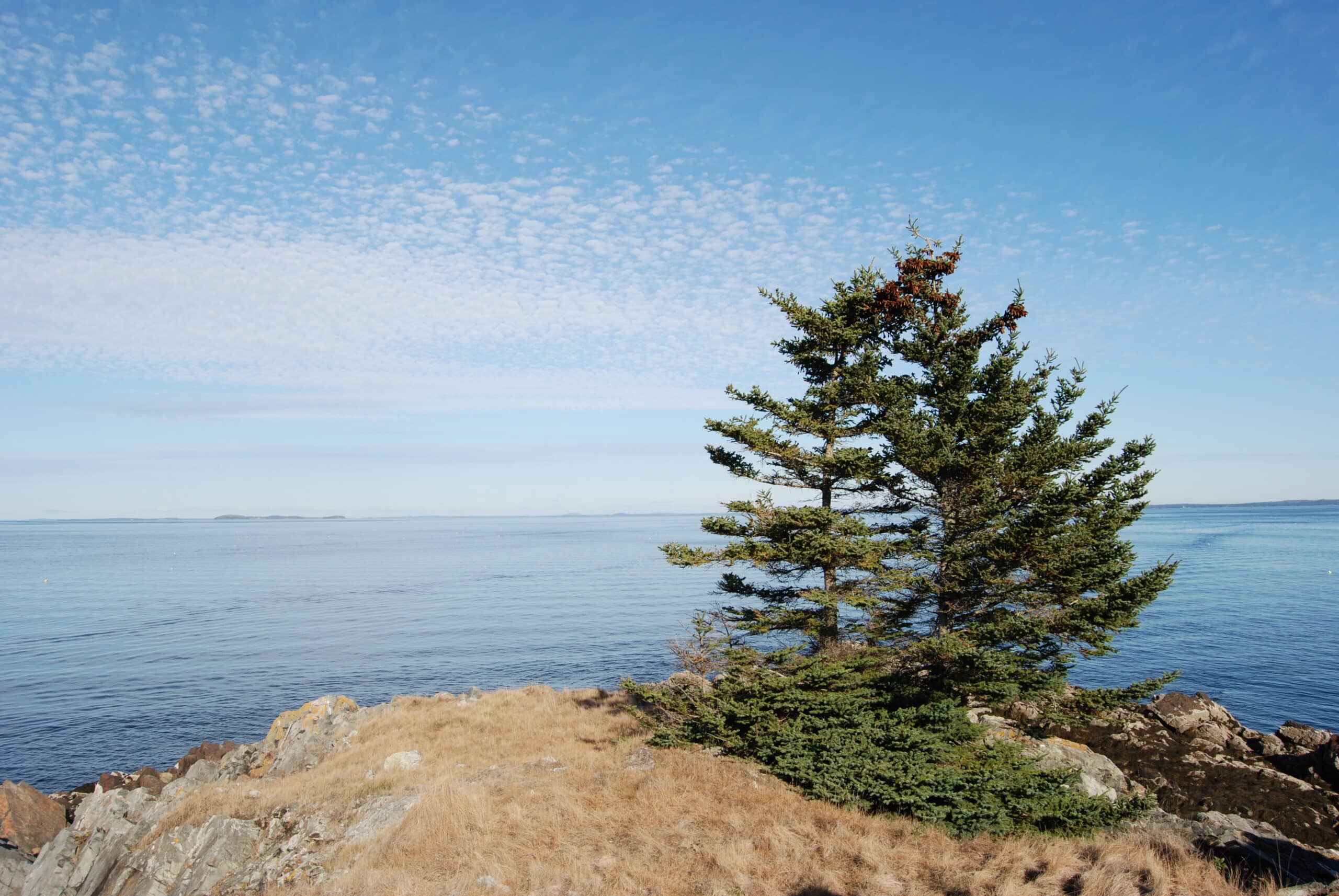 monroe island tree
