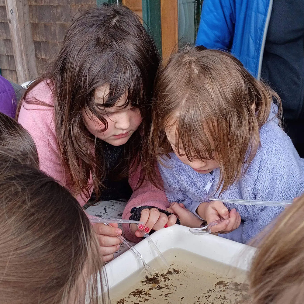 1000x1000 fish friends