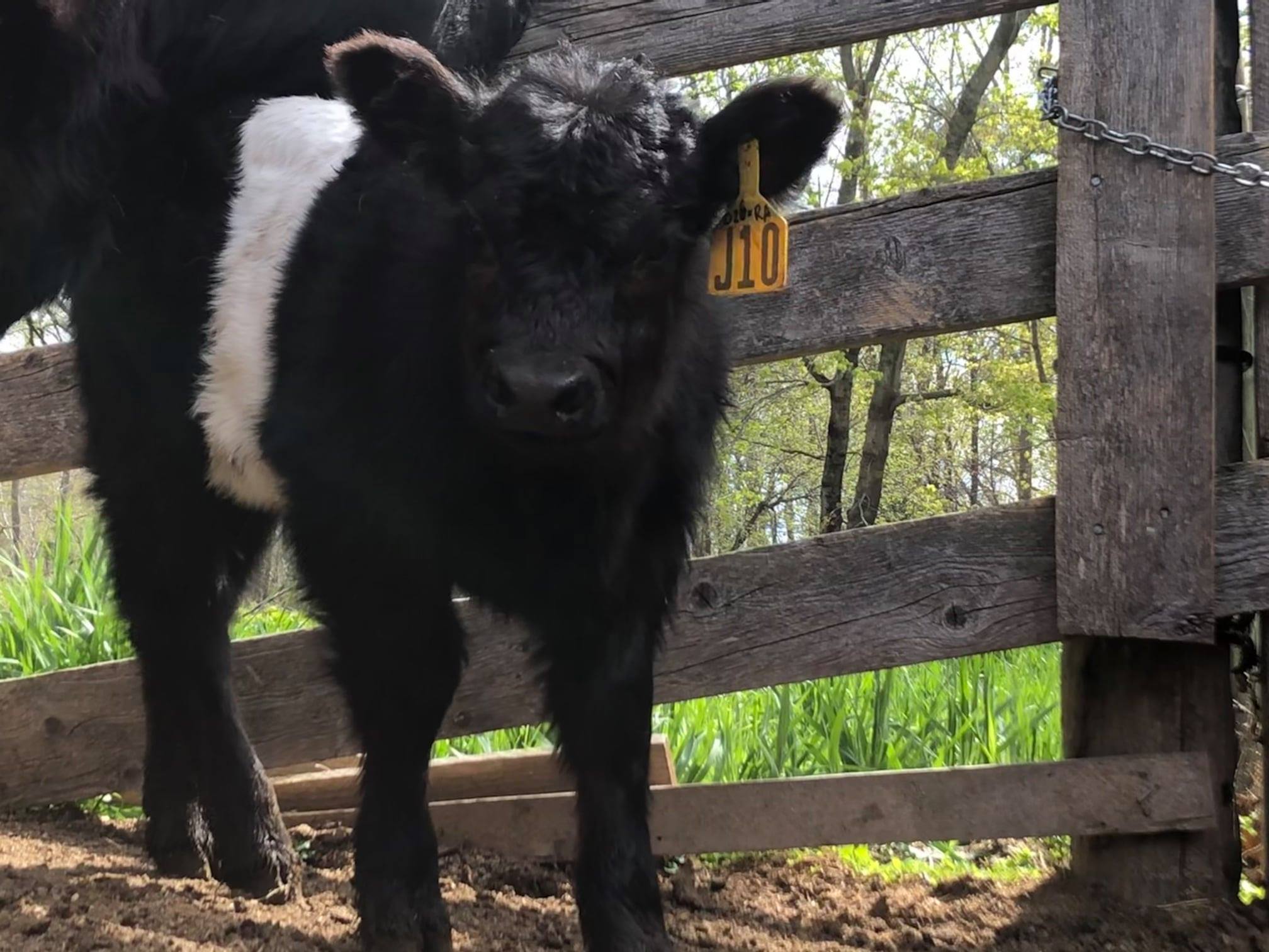 2021 Aldermere calves PC Mimi Rebein (1)