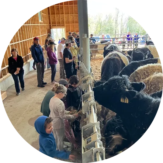 Aldermere Calf Unveiling@2x