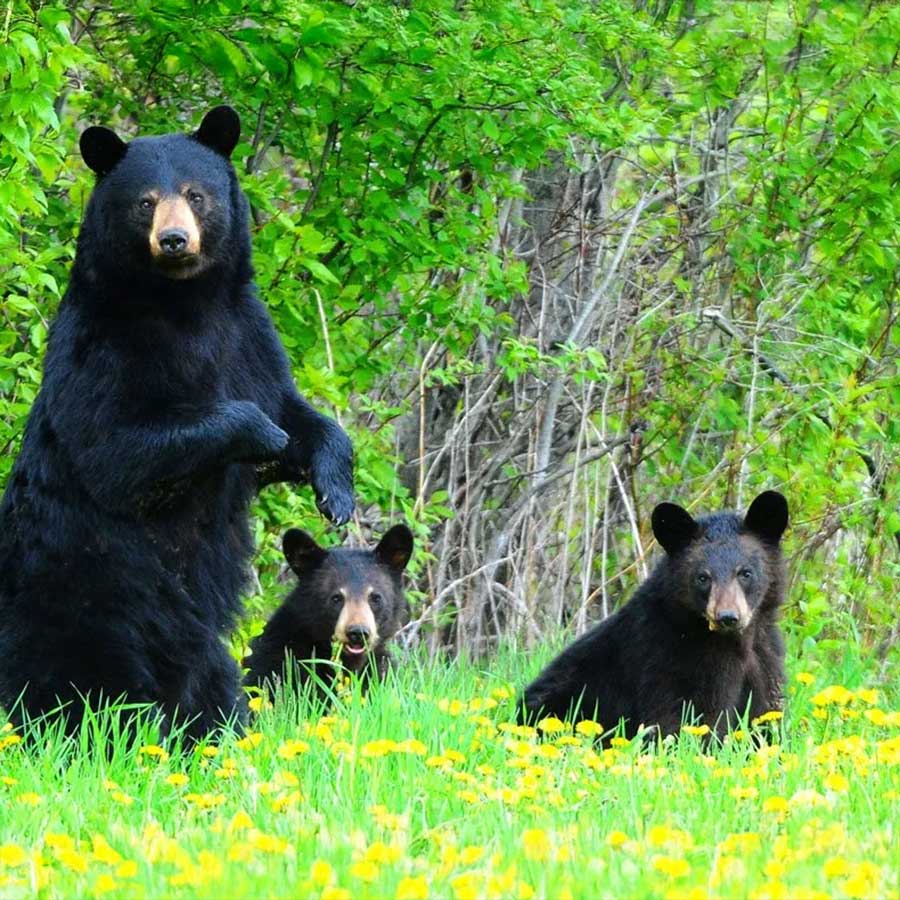 Bears Paul Cyr 900x900