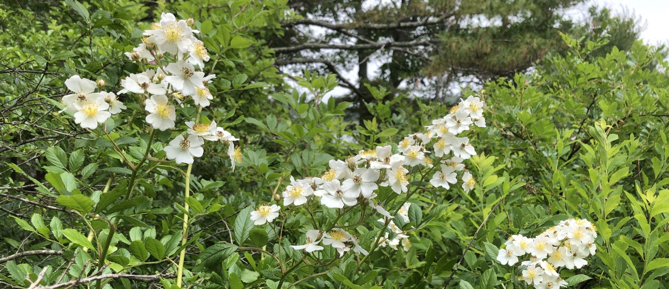 IMG 3754 scaled e1647895302730