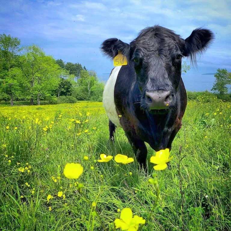 beltie 768x768