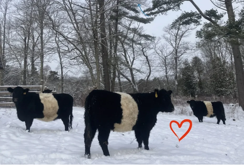 belties with heart 1536x1037