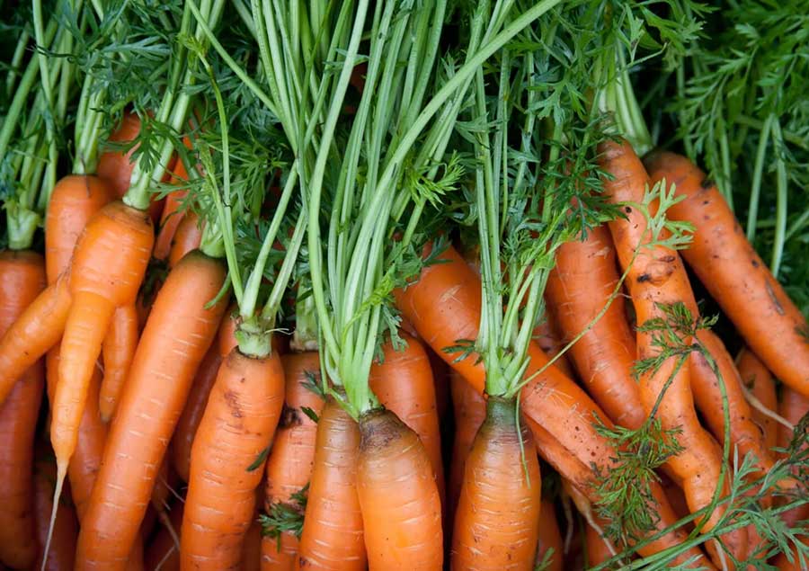 carrots megan mallory 900x635