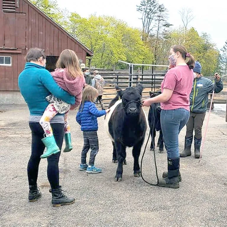 mcht 20210508 Calf Unveiling Day PC Heidi Baker 4 square 768x768
