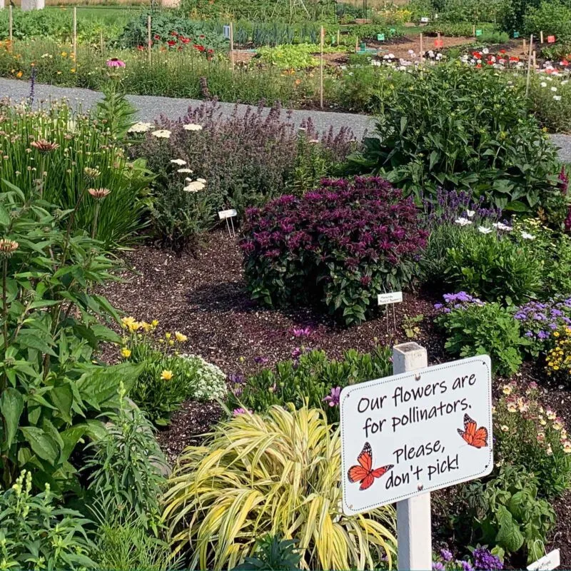 mcht Copy of SJB IMG 6051 square 800x800