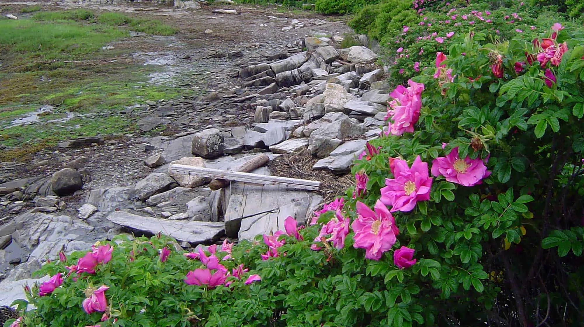 mcht Whaleboat rose 6 09 full