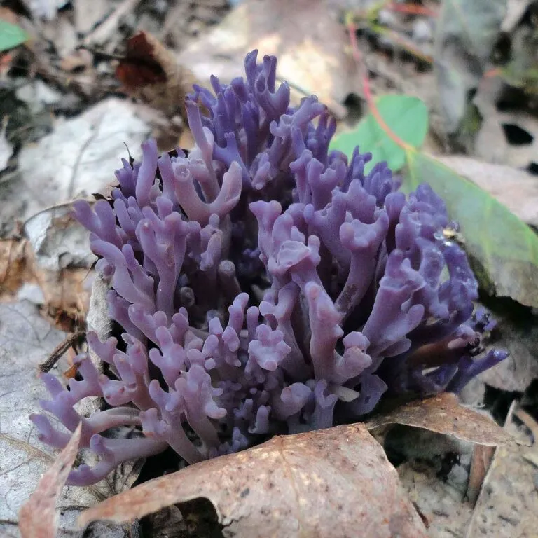 mcht purple coral square 768x768