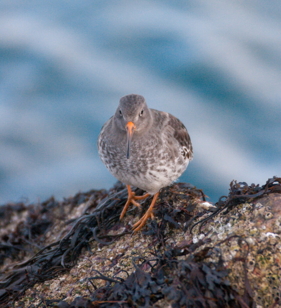 purple sandpiper