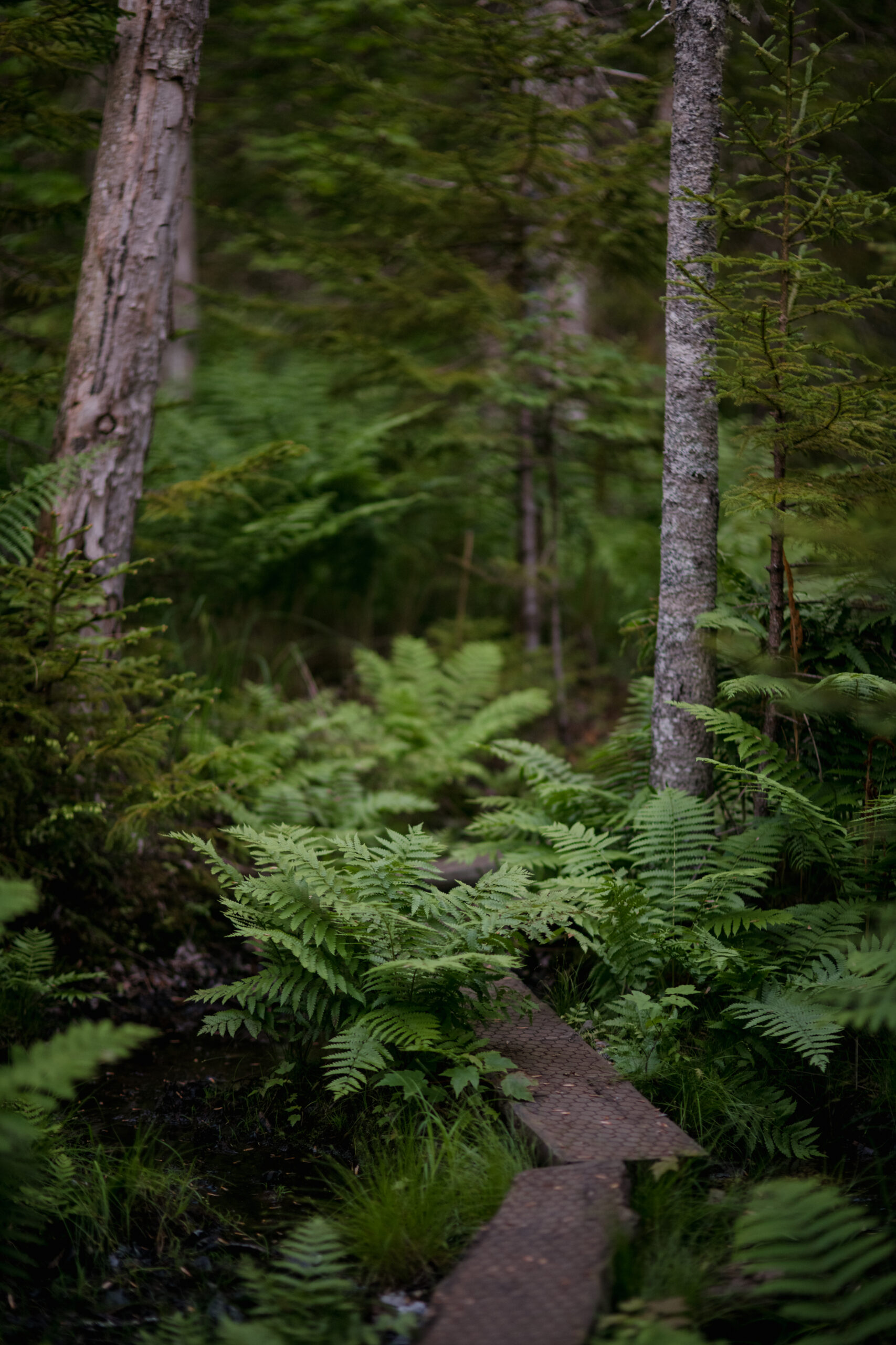 woods