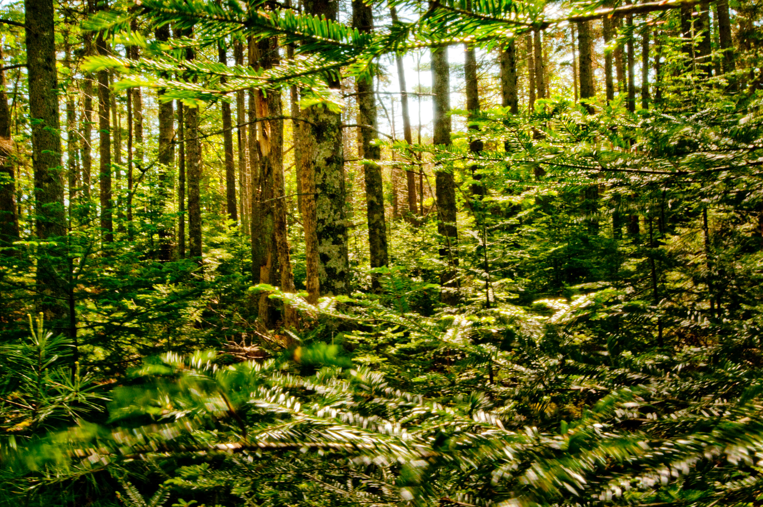 Kitteredge landscapes 010