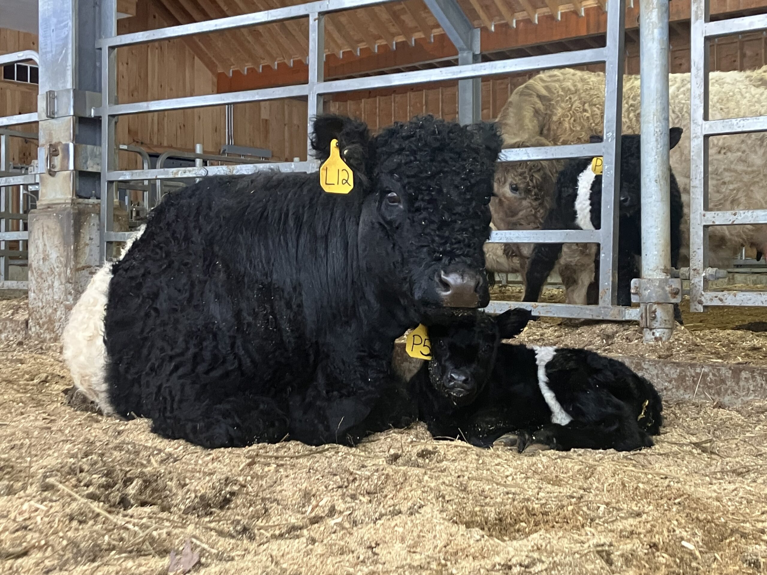 aldermere beltie mom and calf 2026