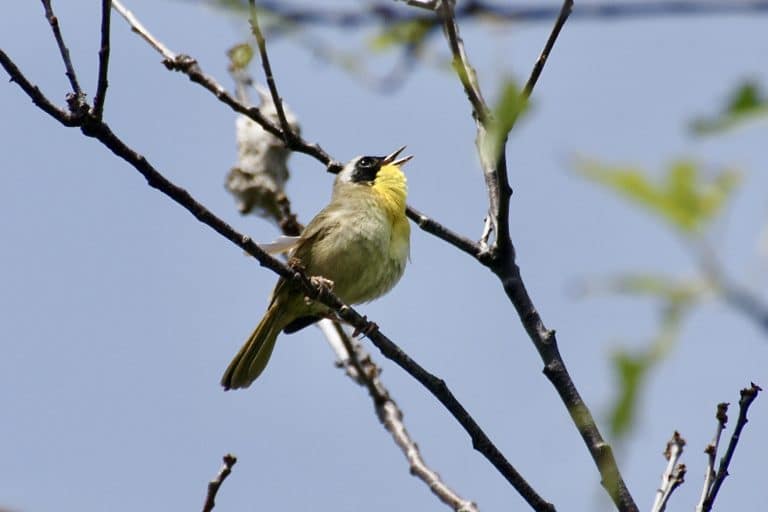 bird walk common yellowthroat 768x512
