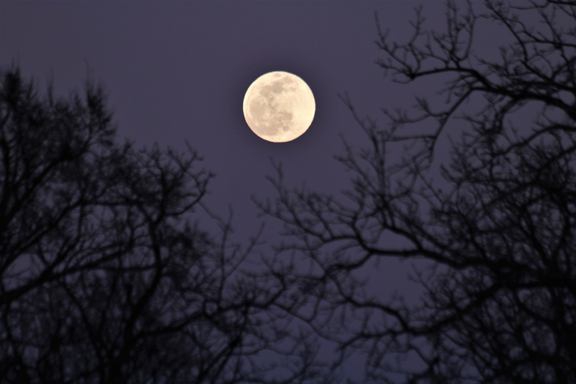 full moon and tree branches