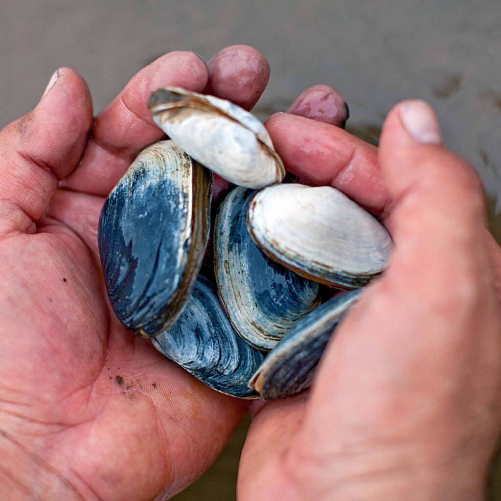 shells