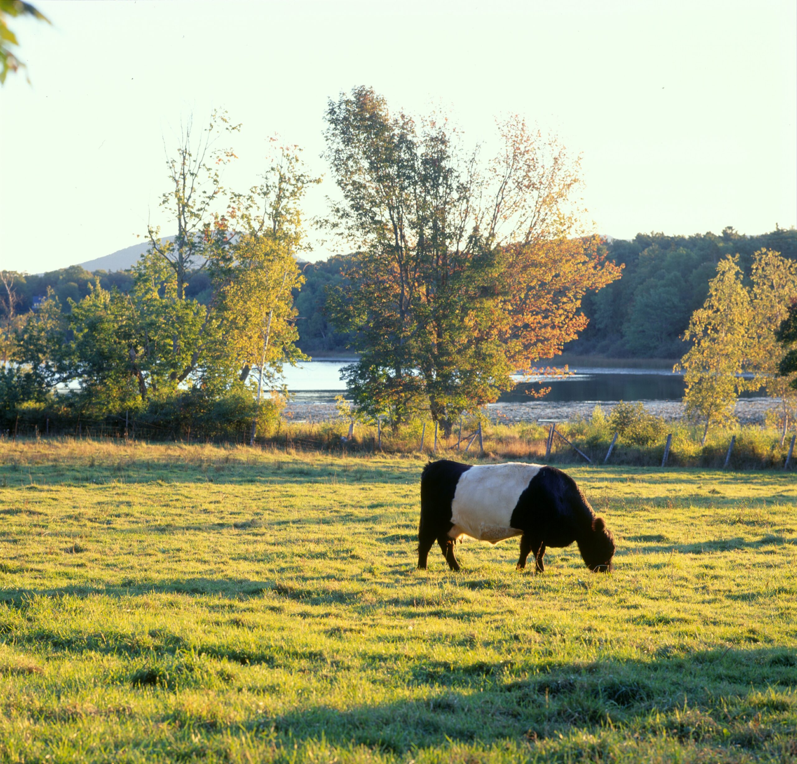 Aldermere Farm Rockport Maine 2 2000 Sara Gray