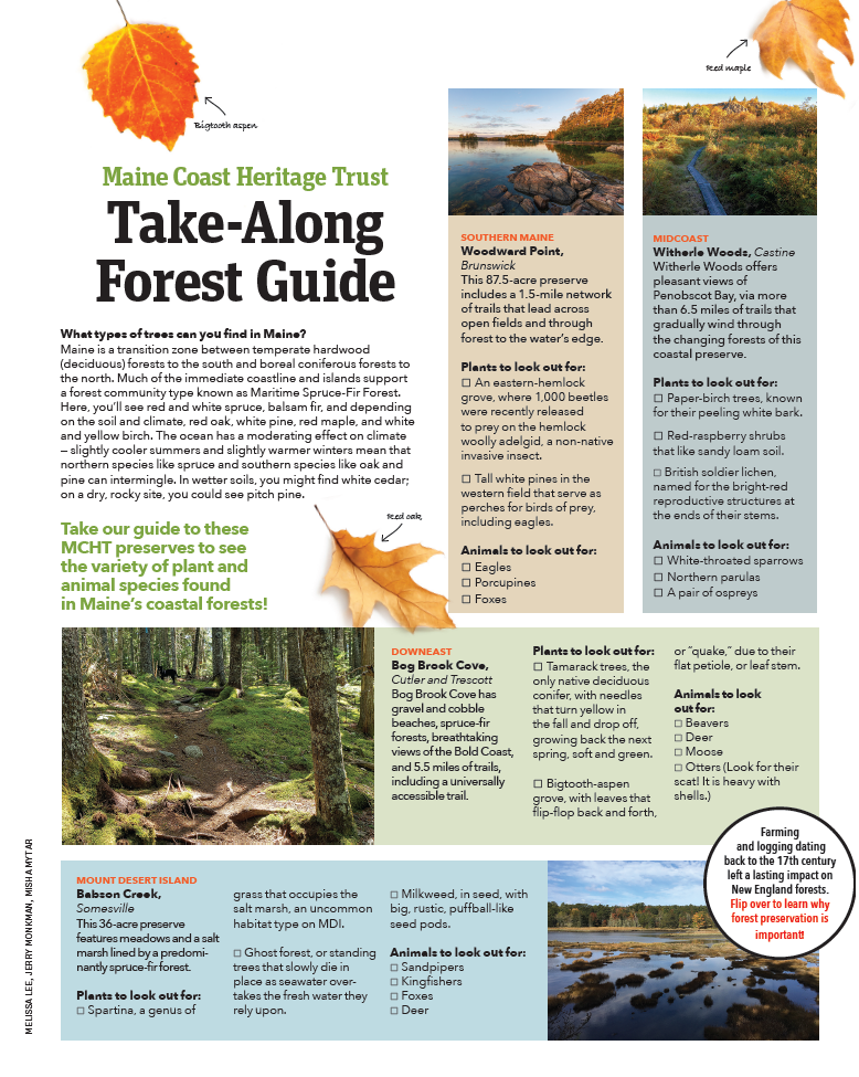 Leaf and Forest Guide cover
