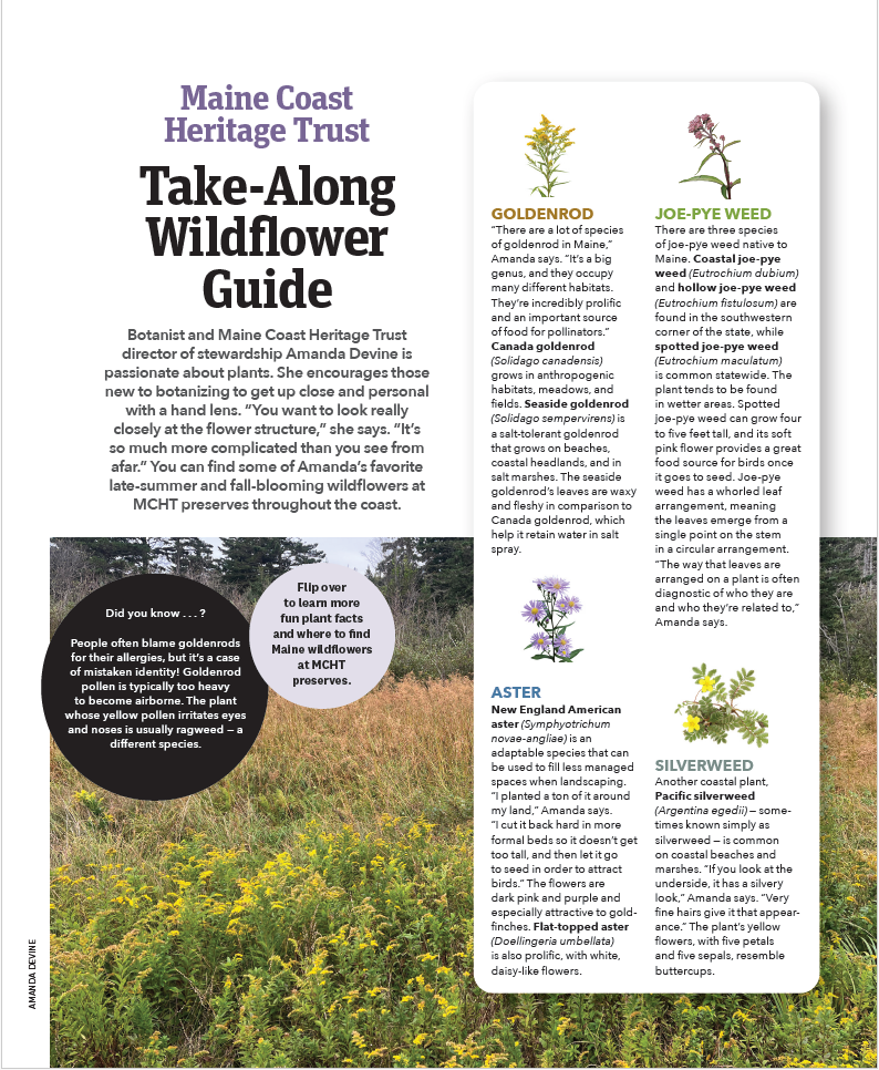 Wildflower Guide cover