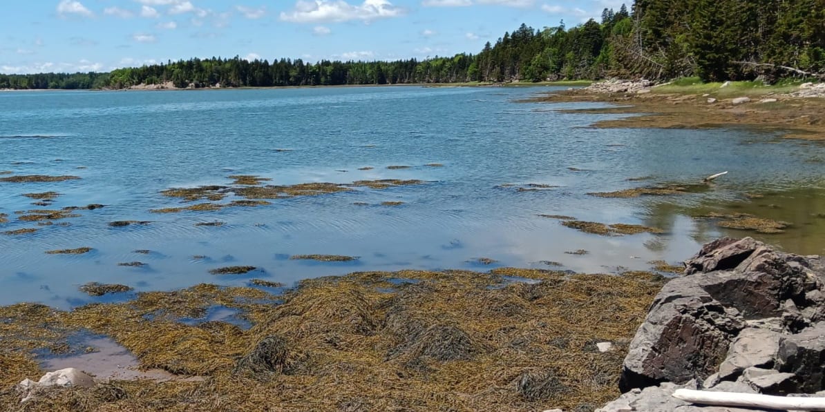 mason bay
