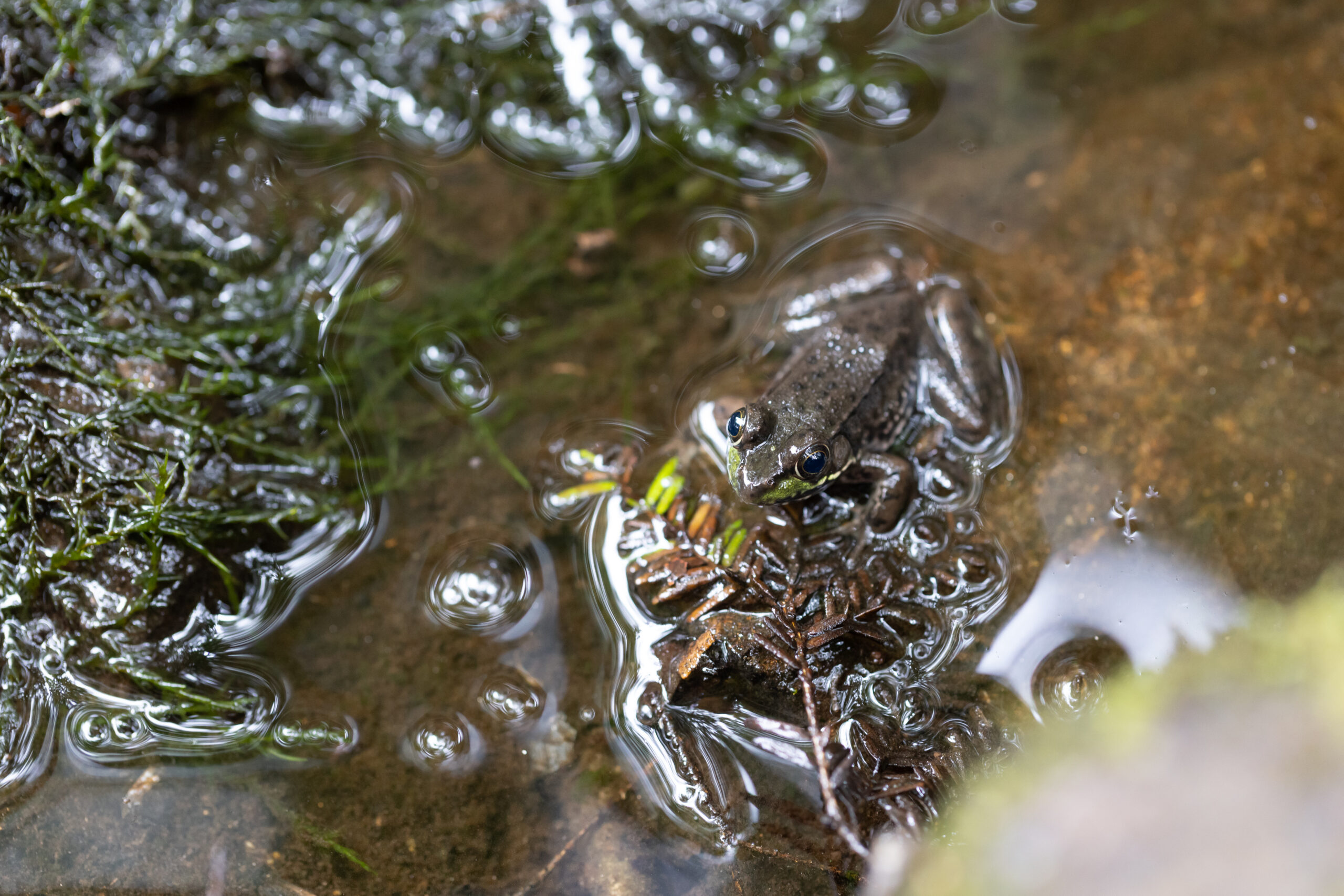 mousam rare species habitat