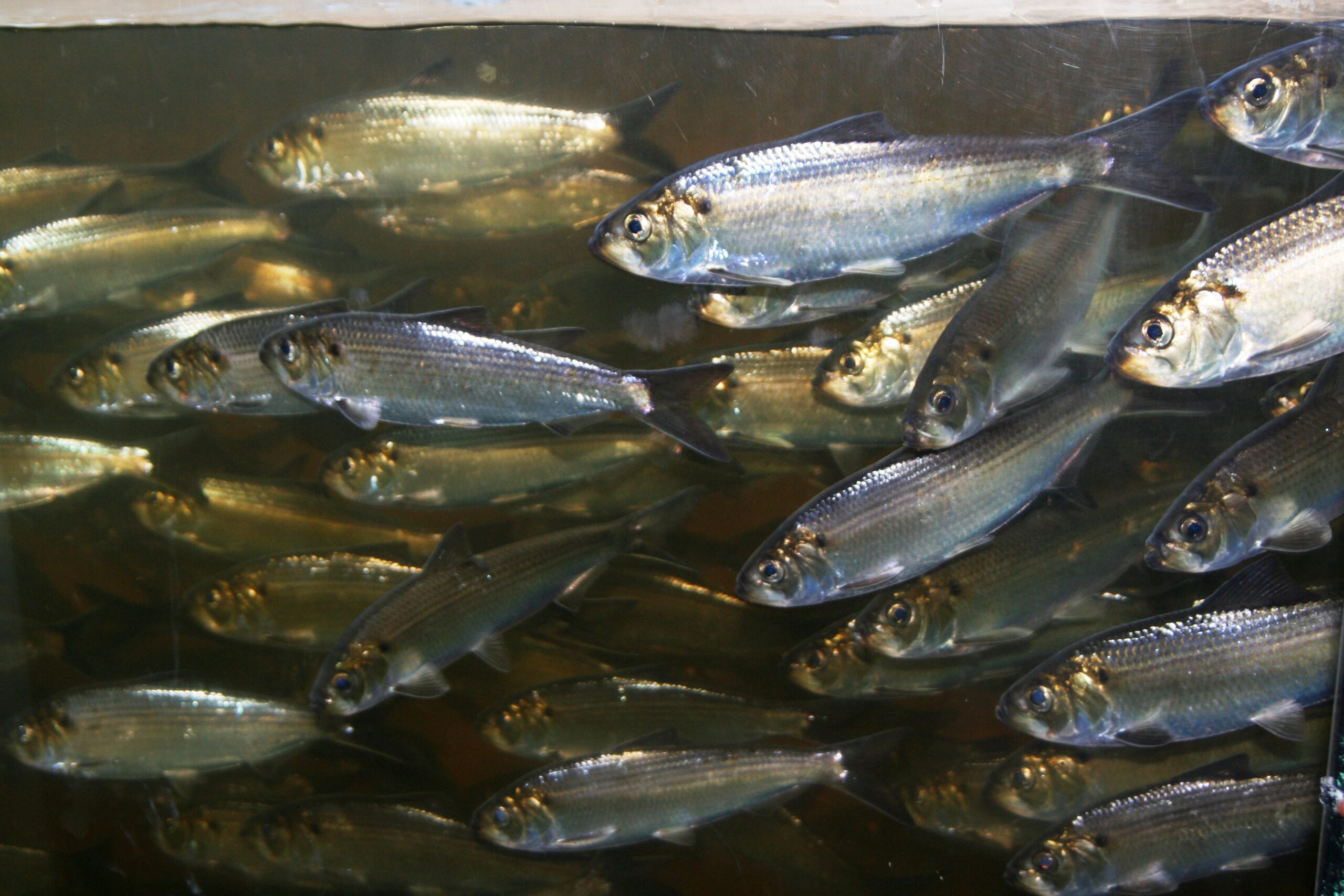 fish passages on orange river