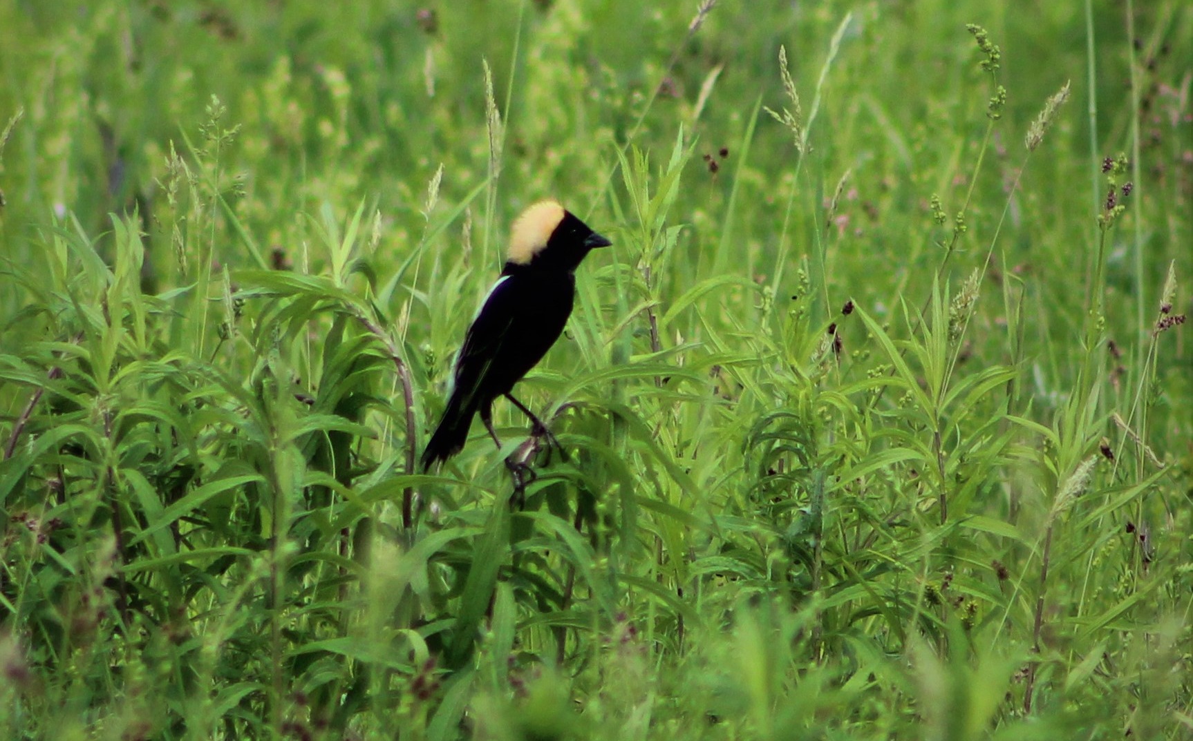 Bobolink 4 (1)