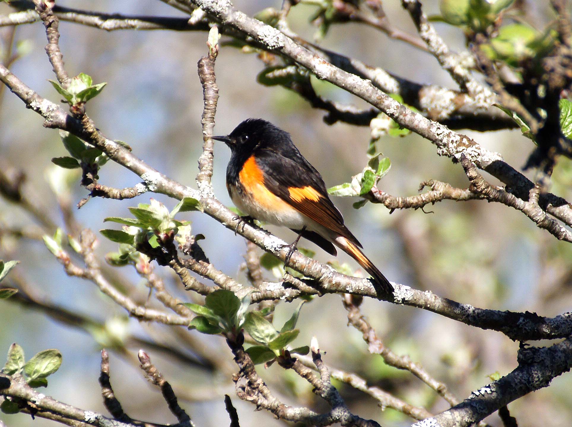 american redstart