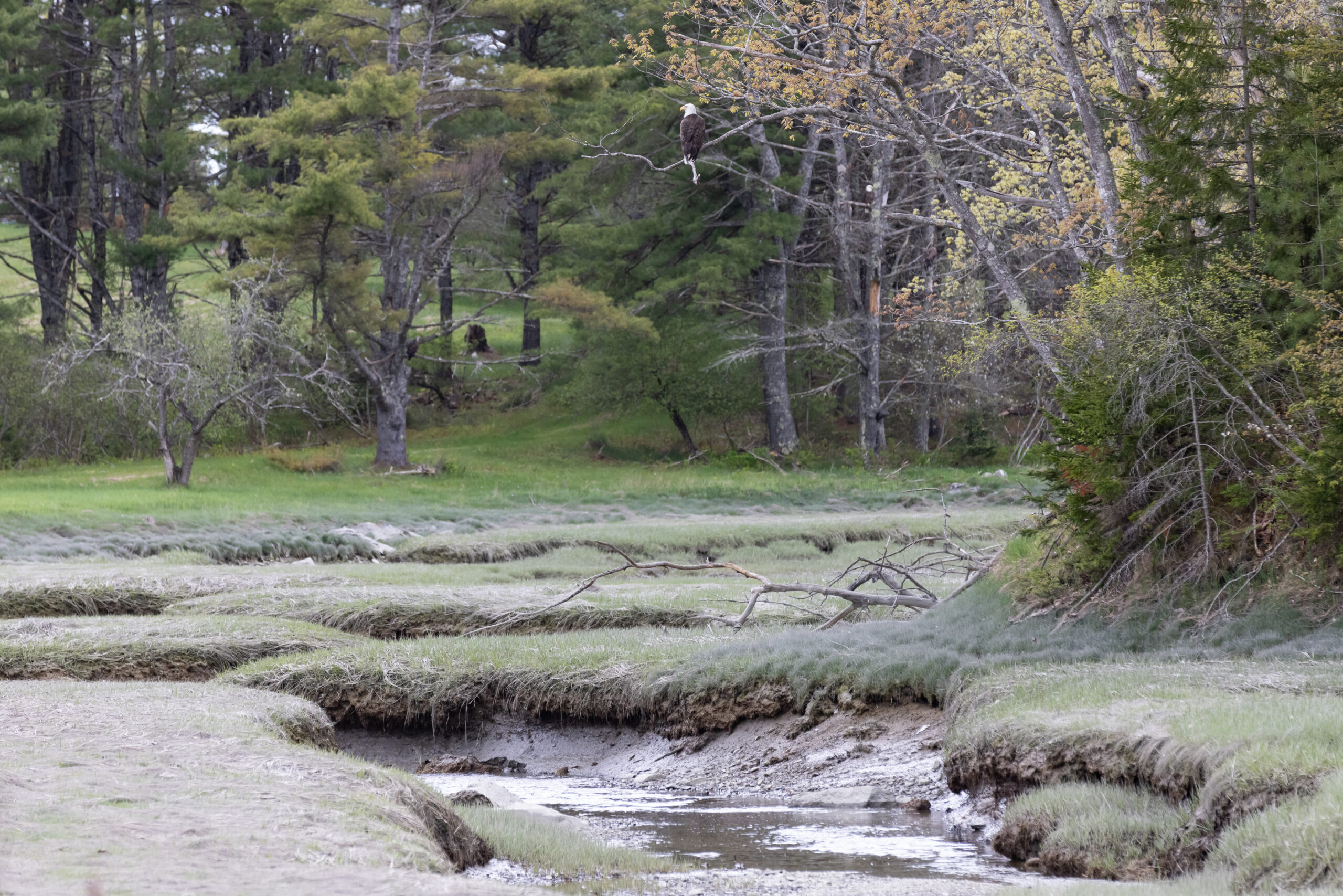 bagaduce estuary