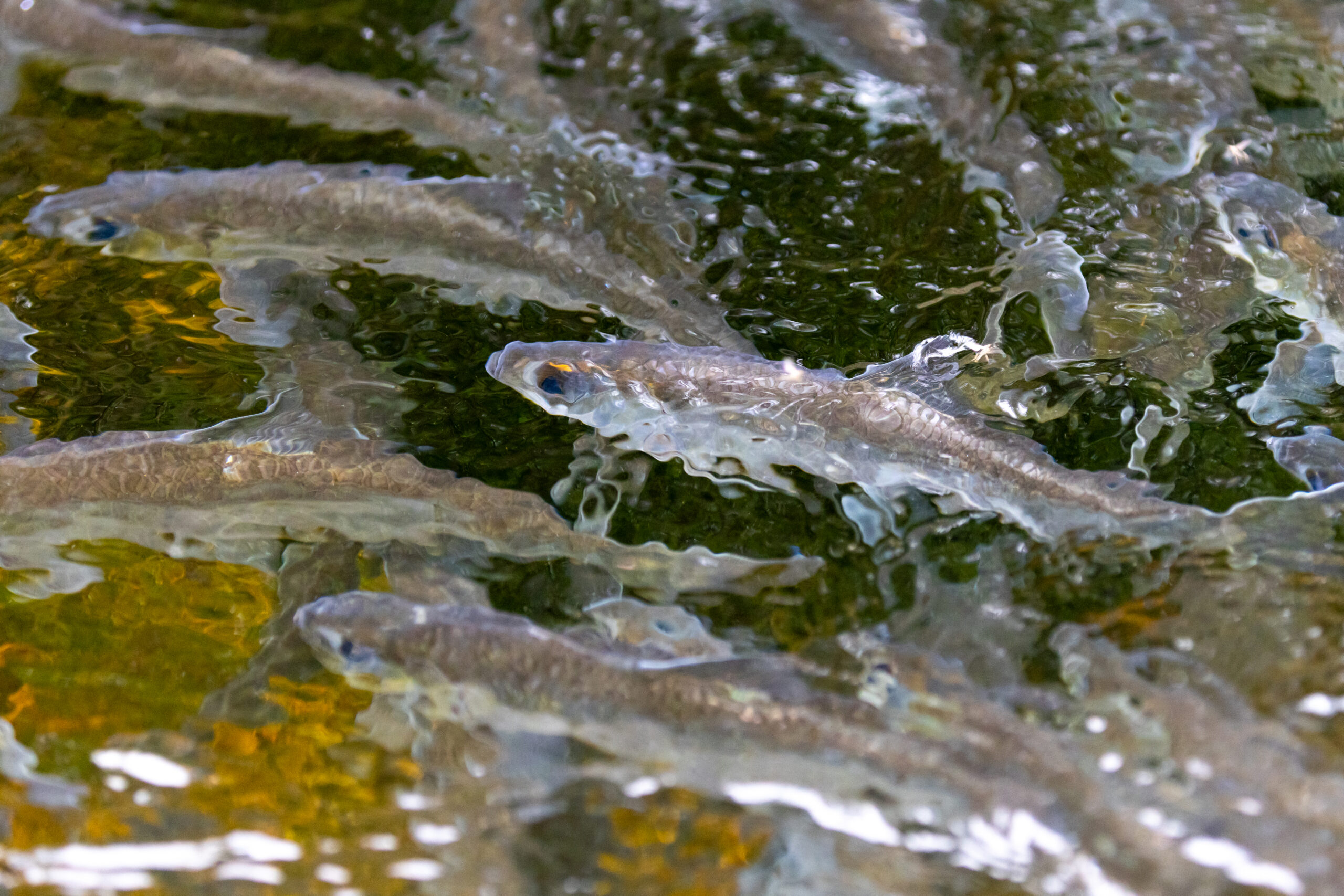 bagaduce fish migrating