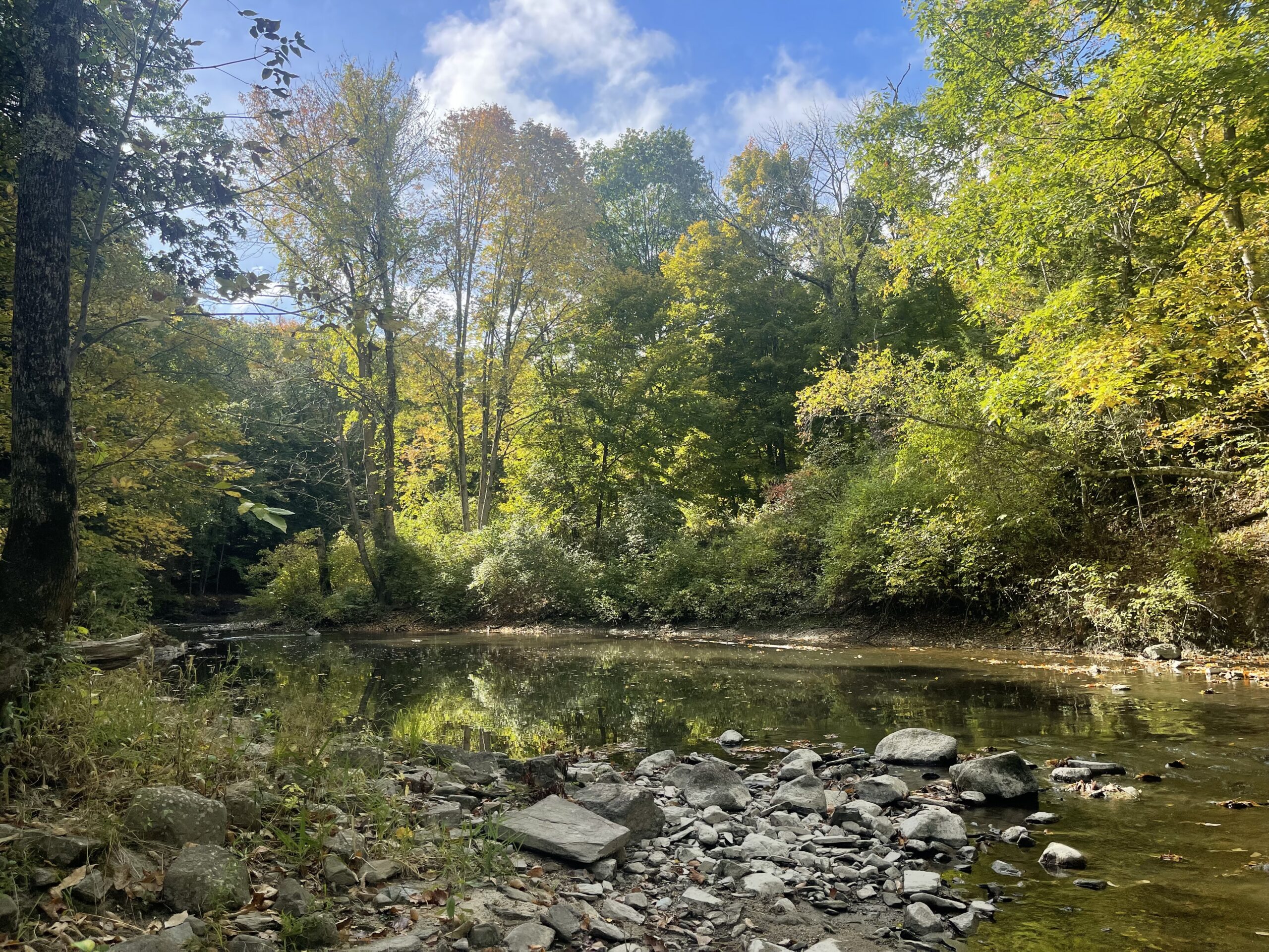 biddeford forest 1