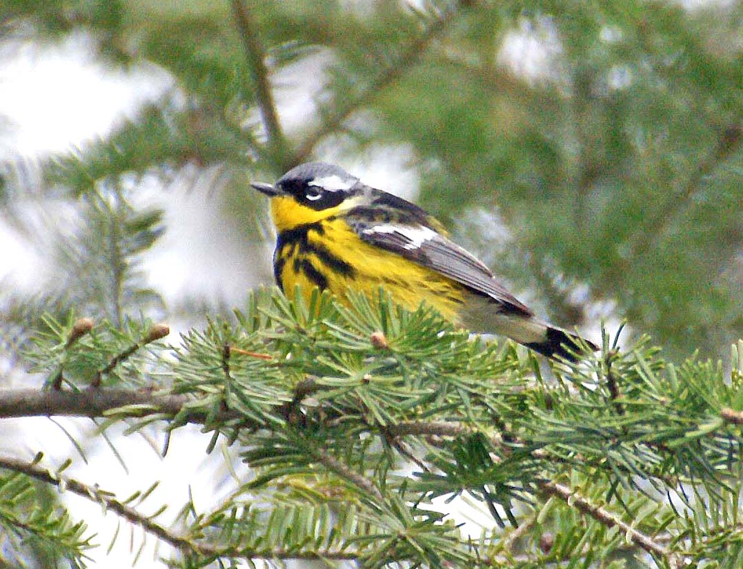 magnolia warbler